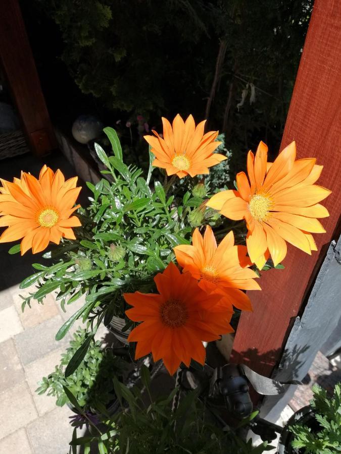Usis_Ferienwohnung Im Harz Quedlinburg Buitenkant foto